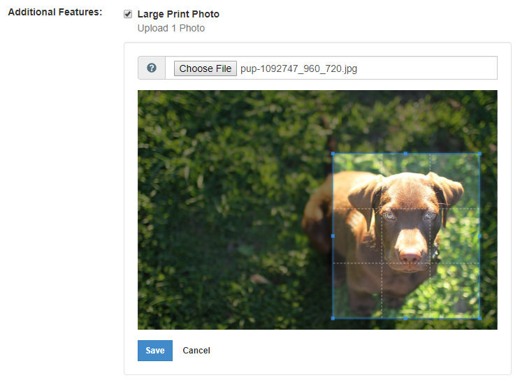 Creating a cropped image in BLOX Ad-Owl